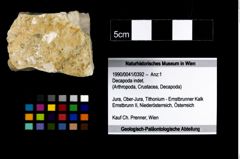 Foto (Objekt + Etikett) von Decapoda indet.  (NHMW-GEO-1990-0041-0392)